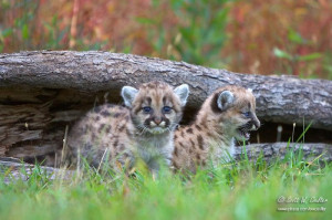 Animals Cougars Wallpaper Baby