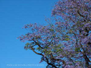 Jacaranda tree (Jacaranda mimosifolia) (©paula mcmanus)
