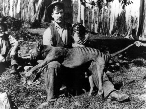 Alb Quarrell holding his prized thylacine kill, 1921. Courtesty ...