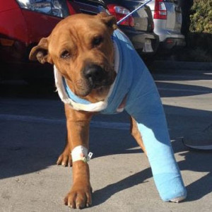 LAPD Officers Save Injured Dog Left For Dead