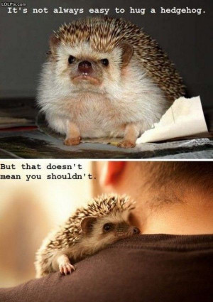 ... Page 6/18 from Funny Pictures 1406 (Hedgehog Hugs) Posted 2/28/2013