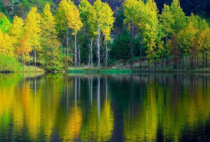 Wallpaper water, reflection, tree, birch, autumn, river