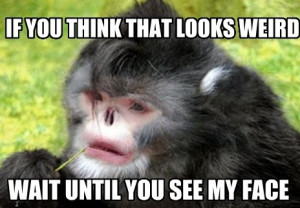 Ugly Animal Funny Eyed Chinese