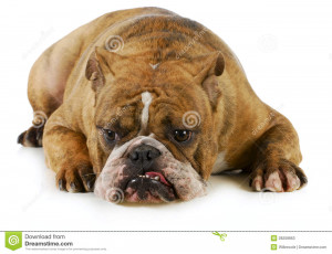 Grumpy Dog Stock Photos Image