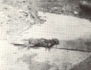 Good luck with your project!