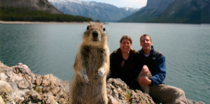 Here we show you these 20 funny animal photobombs! Choose your ...
