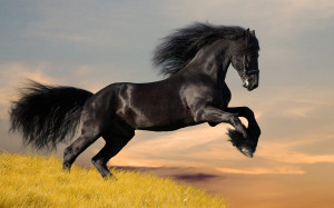 Mustang horse 9/20