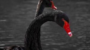 Black Swan Head Images #04318, Pictures, Photos, HD Wallpapers