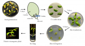 Related to Agrobacterium Mediated Plant Transformation The Biology