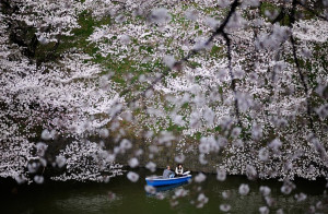 Japan's iconic cherry blossoms reach full bloom