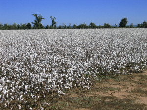 Autauga Quality Cotton Association - West Texas Cotton