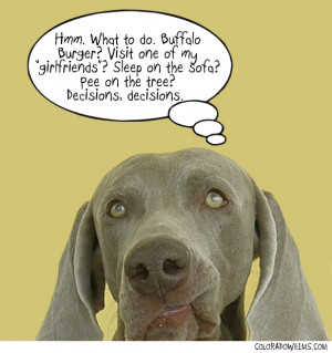 This entry was posted in Weimaranerdom . Bookmark the permalink .
