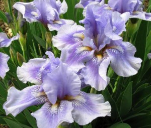 view original image )