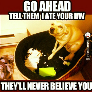 mathjoke haha joke humor meme math mathmeme dog homework