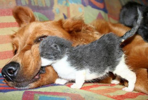 Photos droles ou tendres de chats et chiens