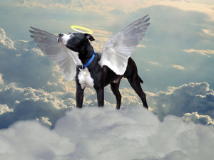 all_dogs_go_to_heaven_by_thereapersapprentice-d4uixs4.jpg