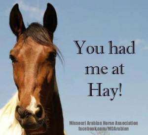 You had me at HAY! #horsepickuplines