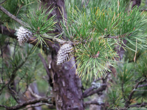 Pine tree with pine cones in Gatlinburg TN