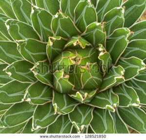Lantern Plant Stock Photos...