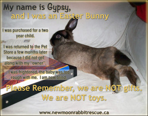 ... and Daisy contributed to the founding of New Moon Rabbit Rescue