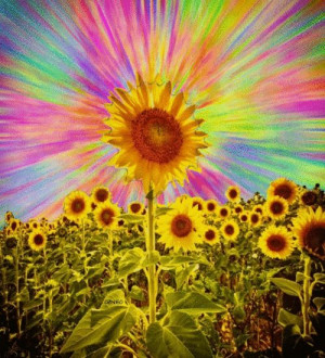 ... Sunflowers, Hippie Thingsmor, Sun Flower, Flower Power, Trippy Hippie
