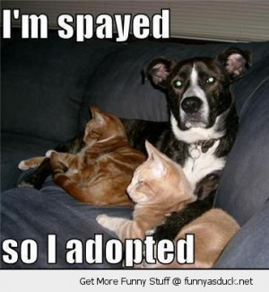 dog sitting couch sofa cats lolcats animal i'm spayed so adopted funny ...