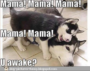 Cute+husky+puppy+funny+dogs+pics+image.jpg