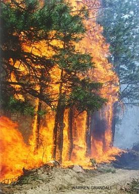 Forest Fire at Cottonwood from the PGR pages