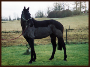 Hillary Hill Double Kala