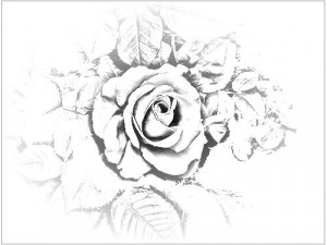 Gangster+drawings+of+roses