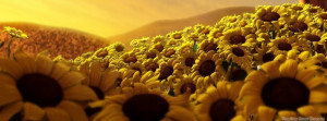 Sunflowers timeline cover, flowers timeline cover banner