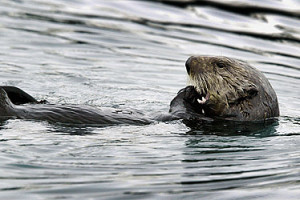Sea Otters After Oil Spill