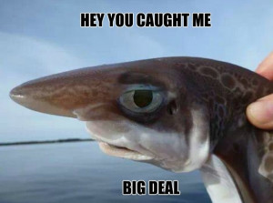 funny-picture-shark-no-big-deal