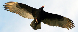 Talking Turkey (Vulture): Great Quotes about Vultures