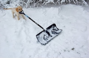 Hilarious Dogs Shoveling Snow! Funny Compilation Dog Video!