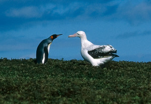 Photos of albatross funny animals