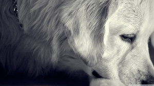 sad white dog hd wallpaper has recently added in stylish hd wallpapers ...