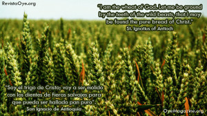 17-October-St-Ignatius-of-Antioch-Wheat.gif
