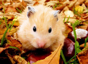 Hamster playing outside in the autumn leaves