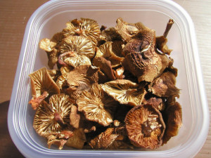 Chanterelle Mushrooms Are Available Now Sigona