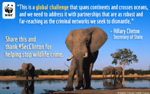 Thank Secretary of State Clinton for helping to stop wildlife crime.