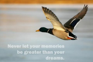 Animals birds dreams ducks quotes 1600x1200