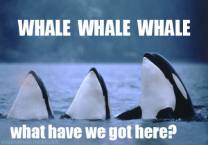 Funny Whale Pictures