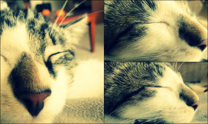 Shadaze Sleep Well Love Derm