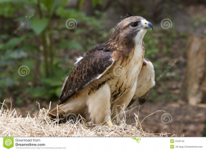 Front/Side View of a Red-Tailed Hawk.