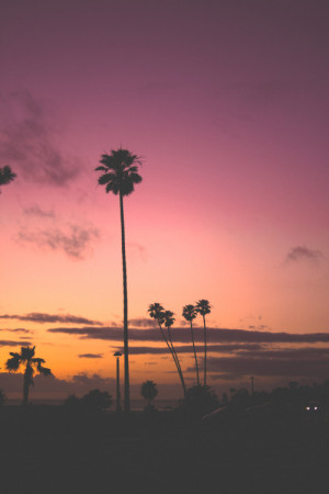photography vintage landscape orange pink california beach palm trees ...