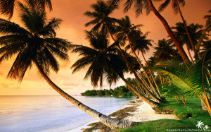beach-palm-trees-on-sunset.jpg