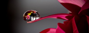 water-drop-on-a-flower-fb-cover