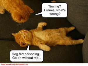 funny-cats-and-dogs-farting-2