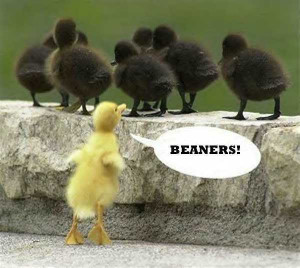 All Graphics » BEANERS